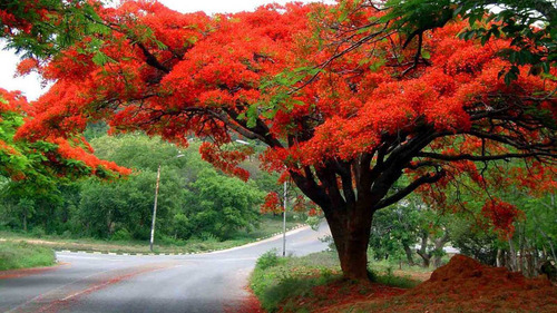Arbol Del Fuego Franboyan Pregunte Costo De Envio