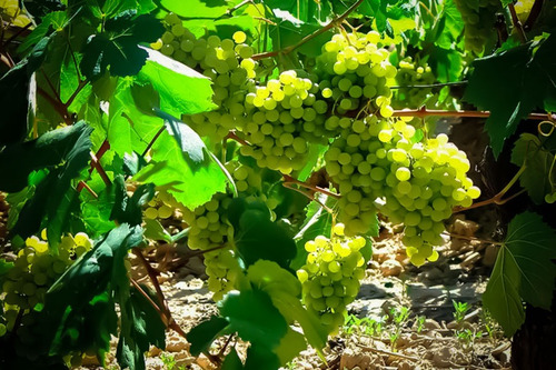 Parra De Uva Moscatel Blanca Árbol Frutal Injertado