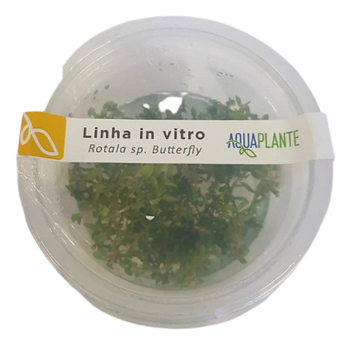 Rotala Sp. Butterfly (in Vitro)