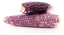 Comprar Semillas Maiz Nativo Cacahuazintle Morado Elote 100 Semillas