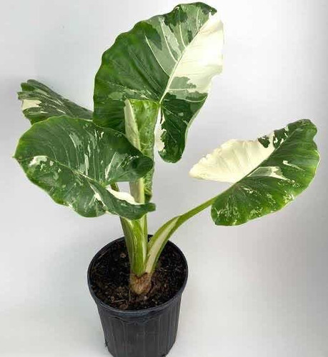 Planta Alocasia Variegada