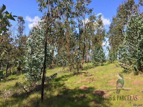 F-190 Valle Alegre, Quintero, 20.000m2