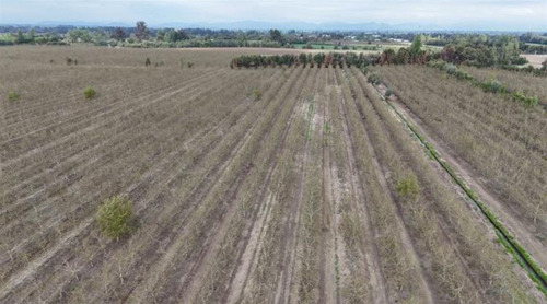 Agrícola En Venta En San Javier / Orilla De Maule