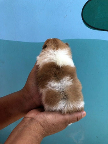 Imagem 2 de 2 de Filhote De Lulu Da Pomerania