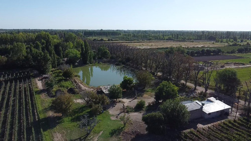 Exclusivo Viñedo De 20 Ha. En Cuadro Benegas