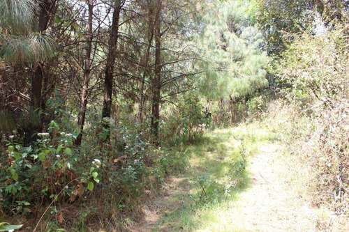 Terreno En Paraje Tetecuintla
