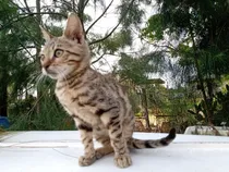Comprar Gatito Cría Bengal Macho Entero Zona Norte Envios Brown