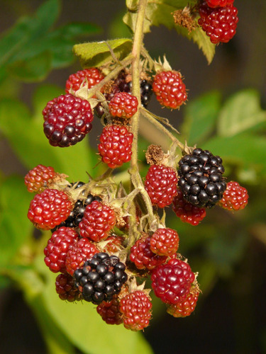 Cuadro 30x45cm Mora Baya Blackberry Comida Food Red M4