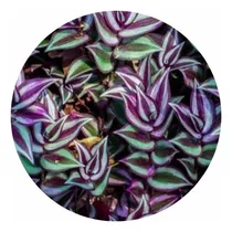 Comprar 10 Mudas De Lambari Rasteiro Jardim Sol Pleno Ou Meia Sombra