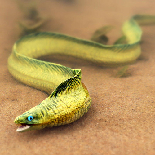 Hx Hxrealiant Anguila Model, Model Of Animal Model