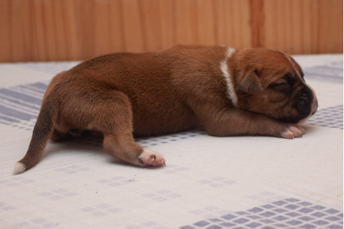 Cachorros Boxer Puros