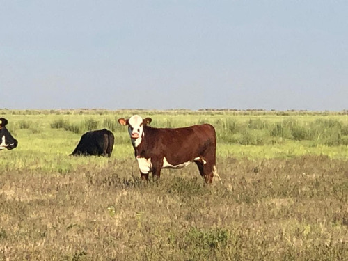 Campo En Santiago Del Estero Apto Para Explotación Ganadera (2200 Ha)