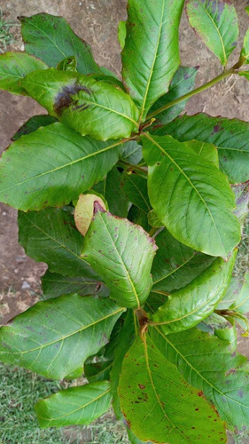 Almendro Indio O Terminalia Catappa Árbol De 60 Cm