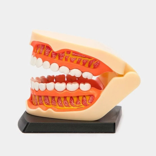 Imagen 2 de 3 de 4d Dentadura Modelo Anatómico Dental Dientes 626015