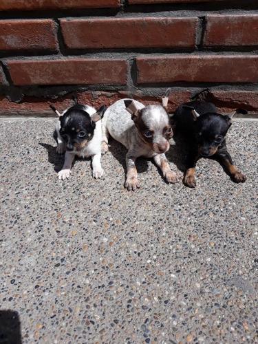 Pincher Cachorro Mascotas Rionegro Medellín Bogota