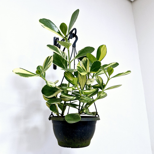 02 Muda Clusia Major Fluminensis Rosea - Clusia Variegata