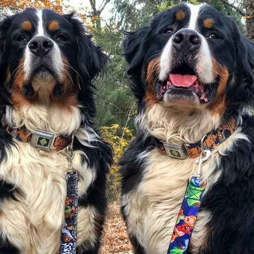 Collar De Perro Hebilla De Cinturón De Seguridad Scooby Doo