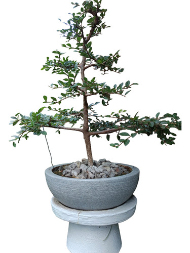 Bonsai Olmo Chino Xl Muy Lindo