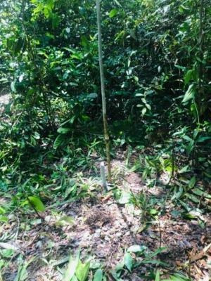Imagem 6 de 7 de Bom Terreno No Bairro Jardim Regina Em Itanhaém - 6507