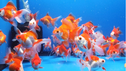 Imagen 1 de 4 de Goldfish Carassius Peces Agua Fria Surtidos 5cm 
