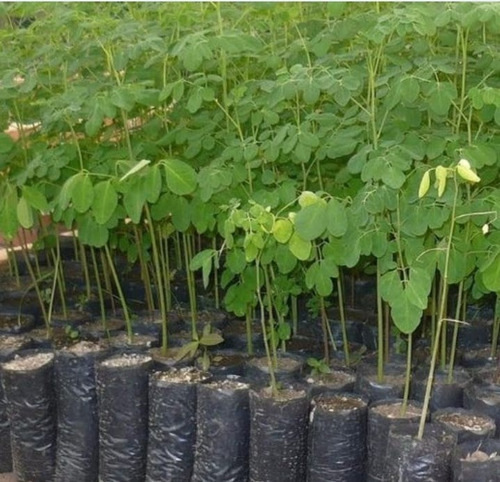 Plantas De Moringa