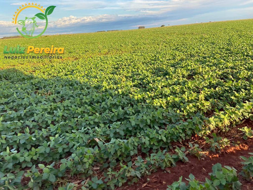 Imagem 5 de 14 de Fazenda À Venda Em Naviraí - Ms - De 149,17 Alqueires (em Lavoura De Soja) - 1678