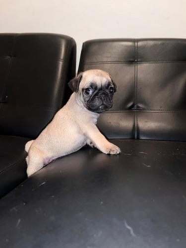 Hermosos Pug Carlinos Listos Para Su Nuevo Hogar