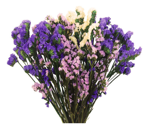 Faicoia Paquetes De Flores Secas Forget Me Not Con Tallos, F