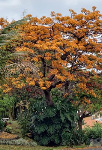 Imagem 29 de 29 de Casa À Venda Em Caminhos De San Conrado - Ca004381