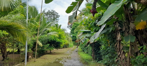 Imagen 7 de 11 de Vendo Finca El Carmen De Siquirres, Pueblo El Civil, Provincia De Limón