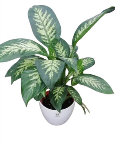 Planta De Interior Dieffenbachia + Maceta 