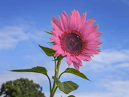 Semillas De Girasol Rosado 