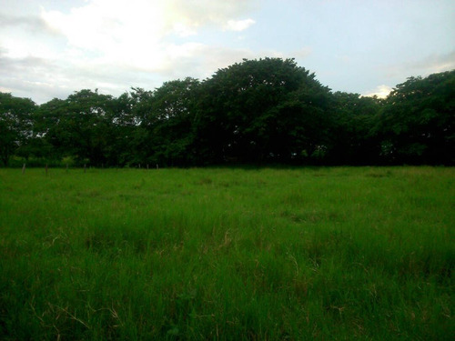 Imagen 12 de 22 de Finca Sector Caroní Estado Barinas En Venta