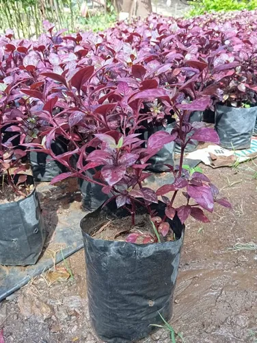 Plantas Croto Vinotinto