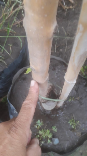 Imagen 2 de 10 de Fresno Dorado Arbol - Excelente - Vivero Hab X Senasa E/g