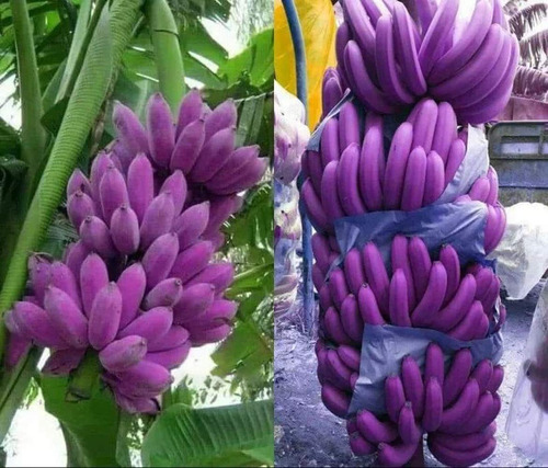  Bananas Violeta Gigante, Mas Semillas