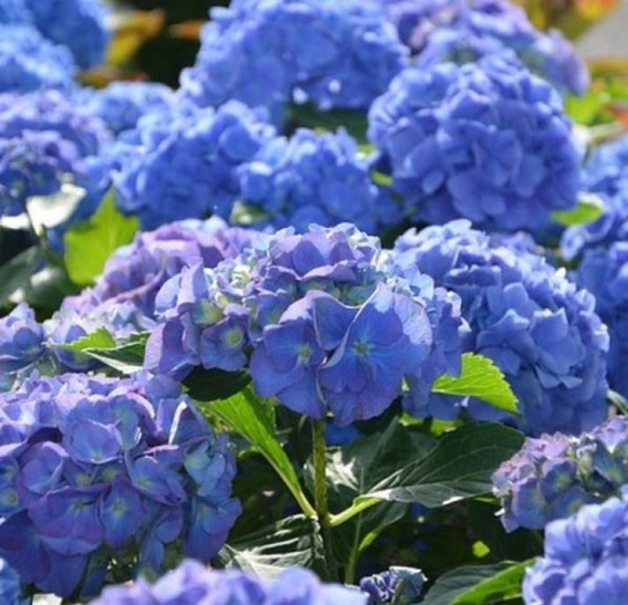 Hortensia | MercadoLibre ???? Hortensia | MercadoLibre ????