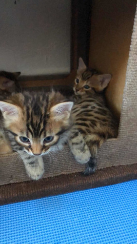 Imagem 1 de 5 de Filhotes De Bengal O Gato De Bengala