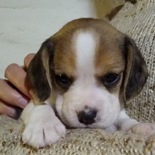 Beagle Cachorros. Calidad, Pedigrie Y Garantia