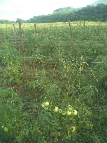 Imagen 4 de 28 de Finca En Venta En El Estado Guarico
