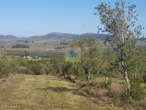 Imagen 13 de 14 de Campo De Olivos 324 Has En Los Caracoles
