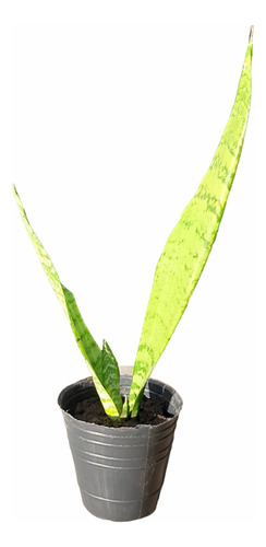 Planta Sansevieria Lengua De Suegra  Espada De San Jorge 