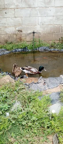 Pato Canadiense Par Puro (Usado)
