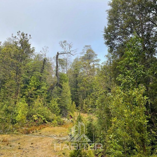 Campo De Bosque Nativo. Cercano A Parque Alerce Costero