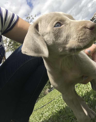 Cachorros Weimaranerr