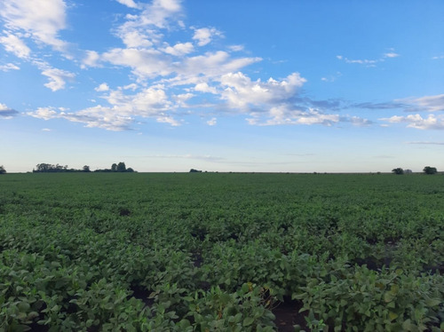 Imagen 2 de 3 de Vendo Campo Agricola De 16 Has !!