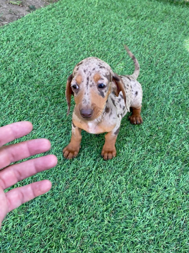 Cachorra Teckel Choco Merle Bogotá, Pereira, Medellin 