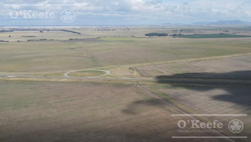 Campo De 380 Has En Coronel Pringles. 100 % Agrícola - Sobre Ruta !