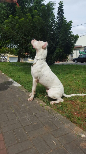 Dogo Argentino