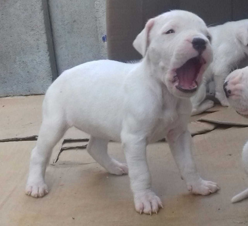 Promoção Dogo Argentino